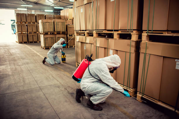 Best Wasp Removal Services  in Chula Vista, TX