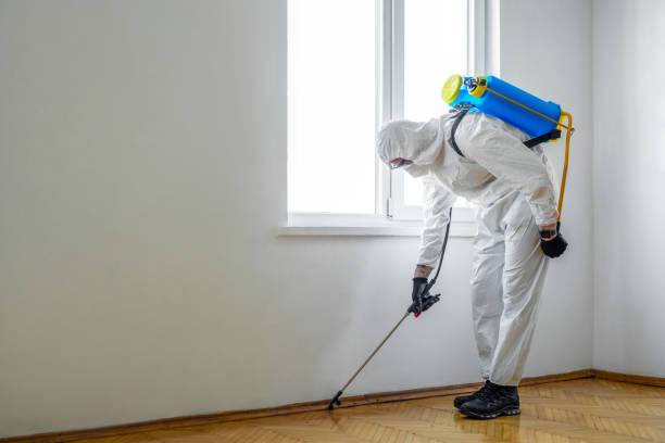 Best Local Pest Control Services  in Chula Vista, TX