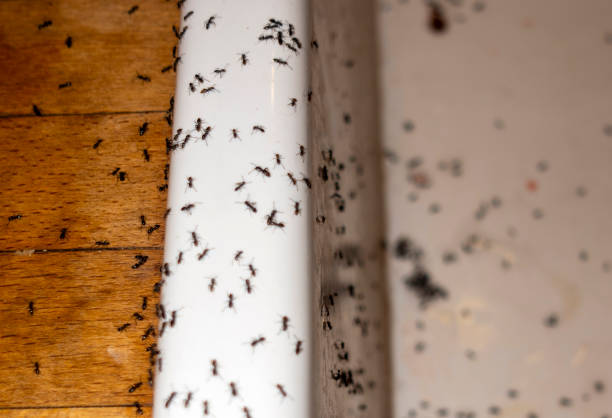 Best Flea Control Services  in Chula Vista, TX